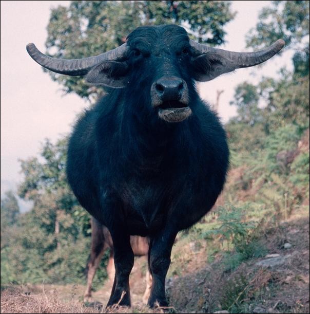 Buffalo near Pokhara, Nepal