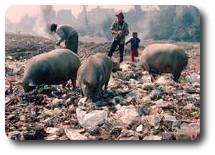 Pigs and people rooting for treasure in the rubbish, Kathmandu, Nepal