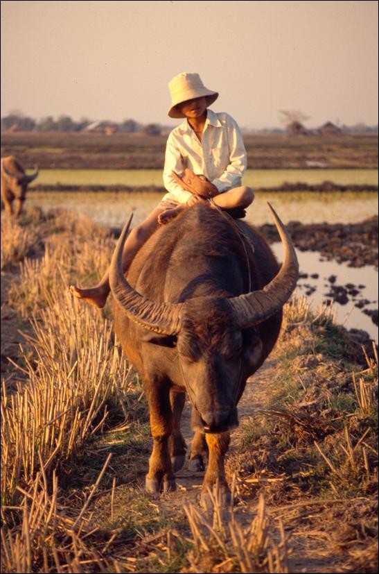 Riding a buffalo in from the fields, Inle Lake, Myanmar