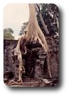 Trees amidst the ruins of Preah Khan, Angkor, Cambodia