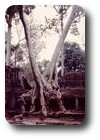 Trees amidst the ruins of Preah Khan, Angkor, Cambodia