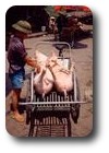 Pigs at the Hong Gai market, Vietnam