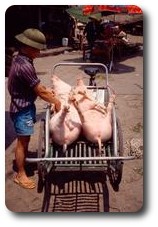Pigs at the Hong Gai market, Vietnam